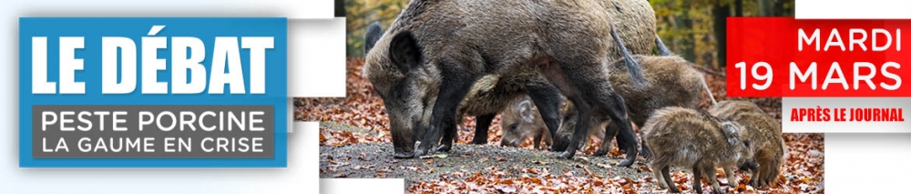 Le débat – Peste porcine – La Gaume en crise.
