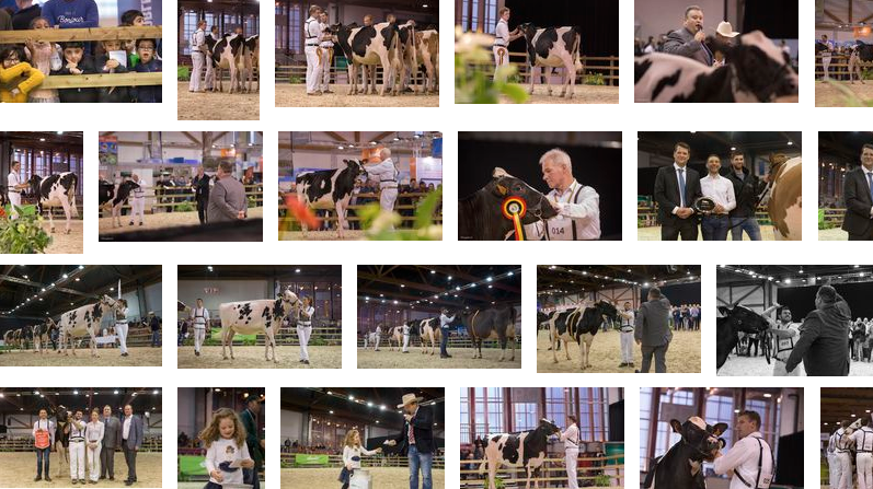 Les résultats et les photos du concours Holstein d\'Agribex 2019 sont disponibles!