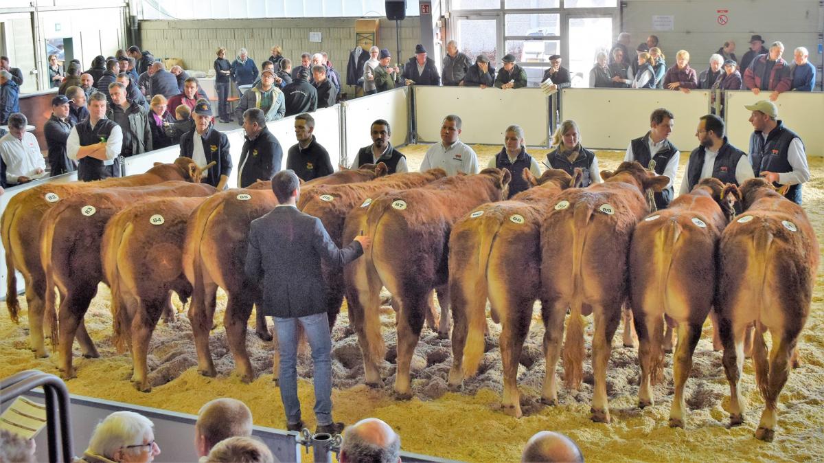 34. Limousin Jungvieh Ausstellung / concours des veaux limousins