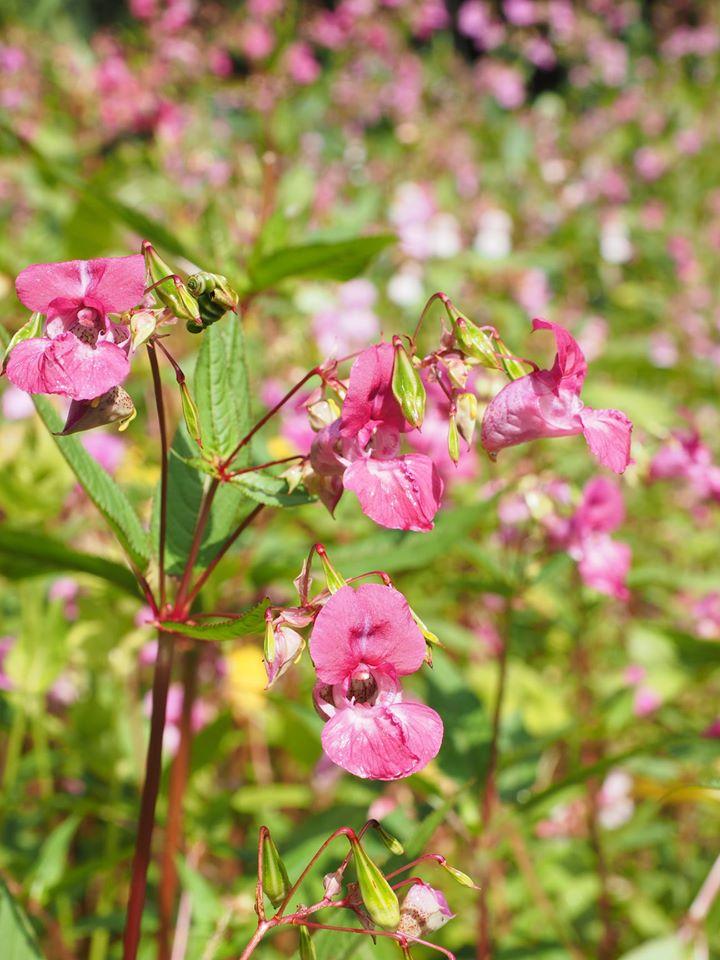 Lutte contre les plantes invasives