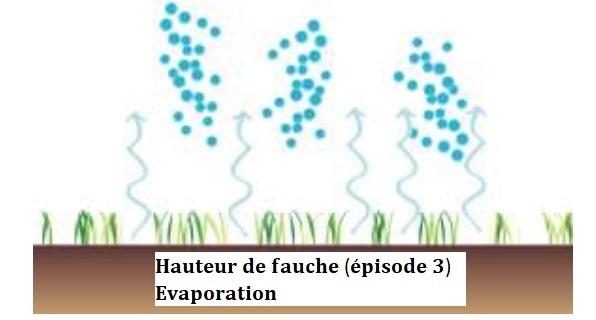 Hauteur de fauche (épisode 3) Evaporation