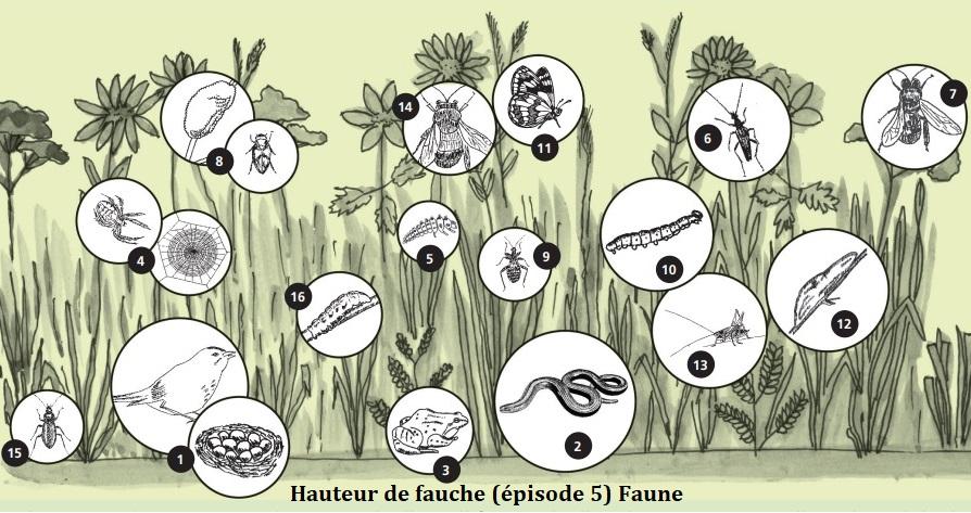 Hauteur de fauche (épisode 5) Faune