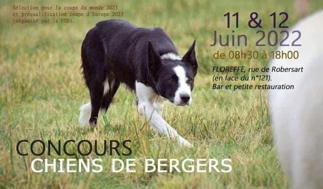 Concours de chiens de bergers