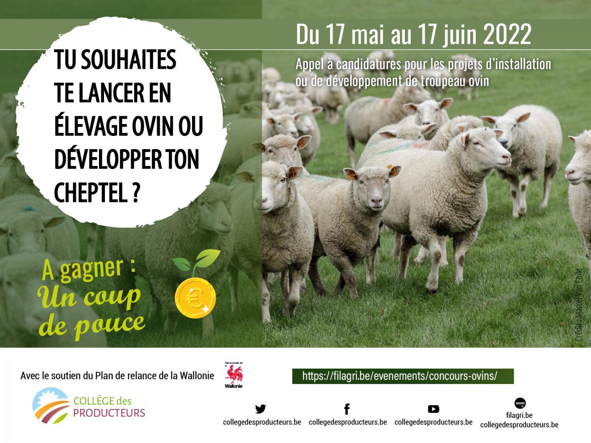 Appel à candidatures – Secteur ovin
