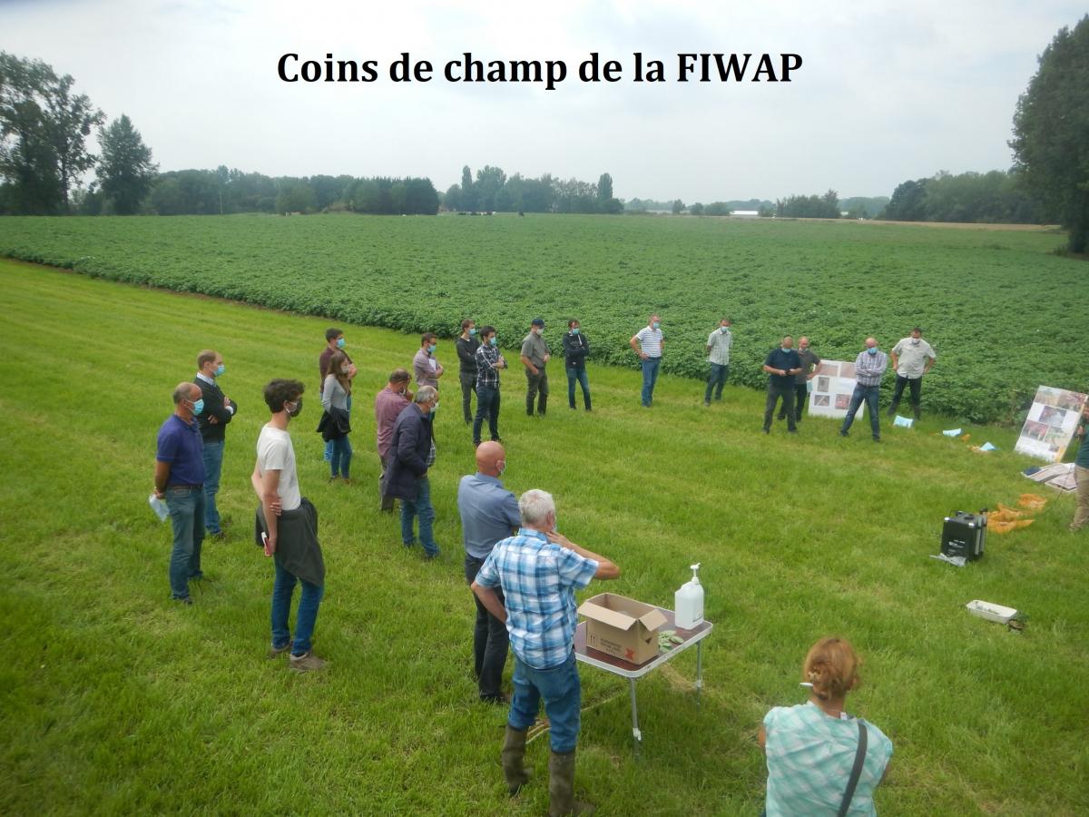 Coins de champs de la FIWAP