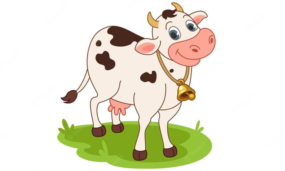 Open Liégeois - Concours Holstein vaches, génisses & Show junior