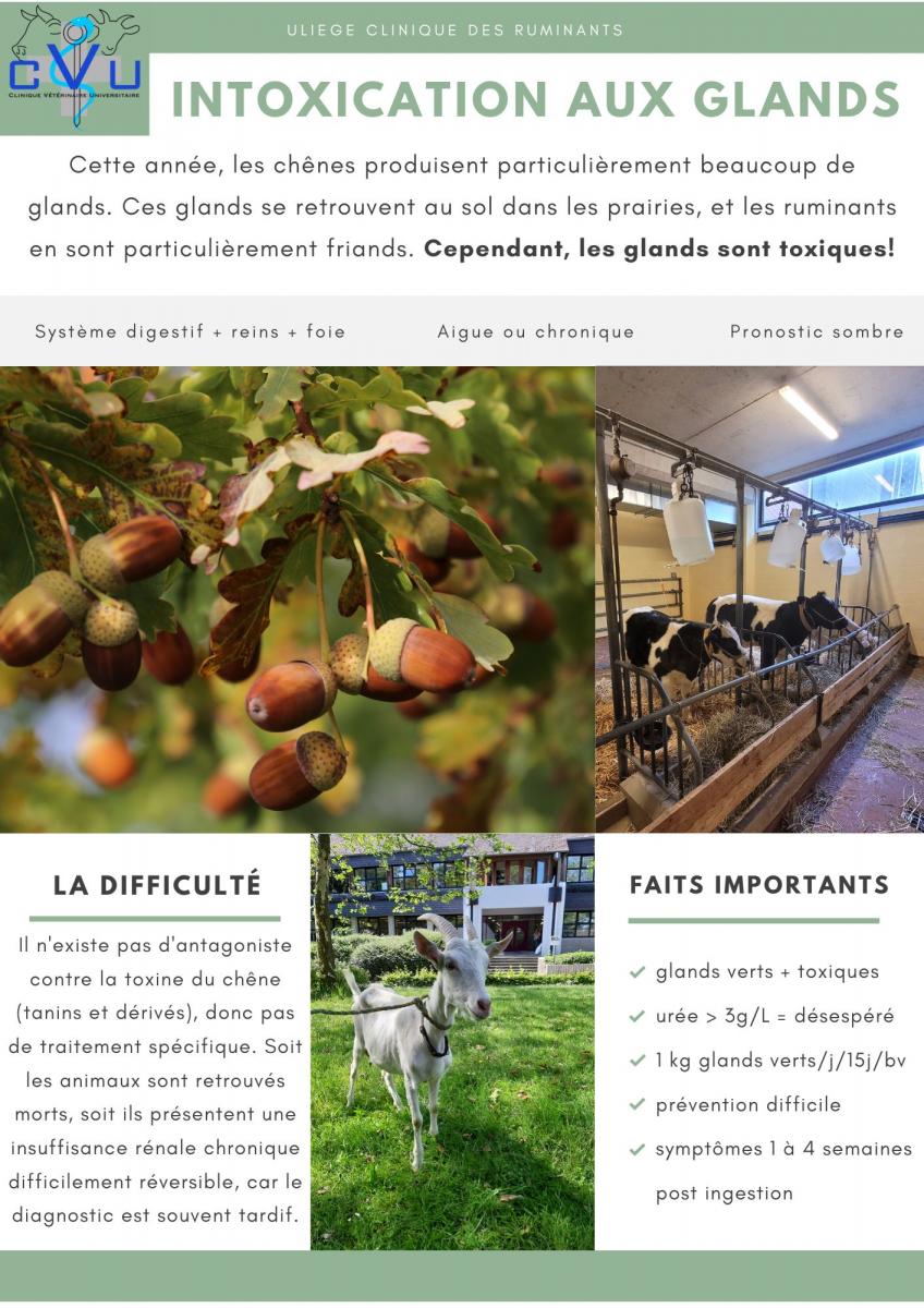 INTOXICATION AUX GLANDS
