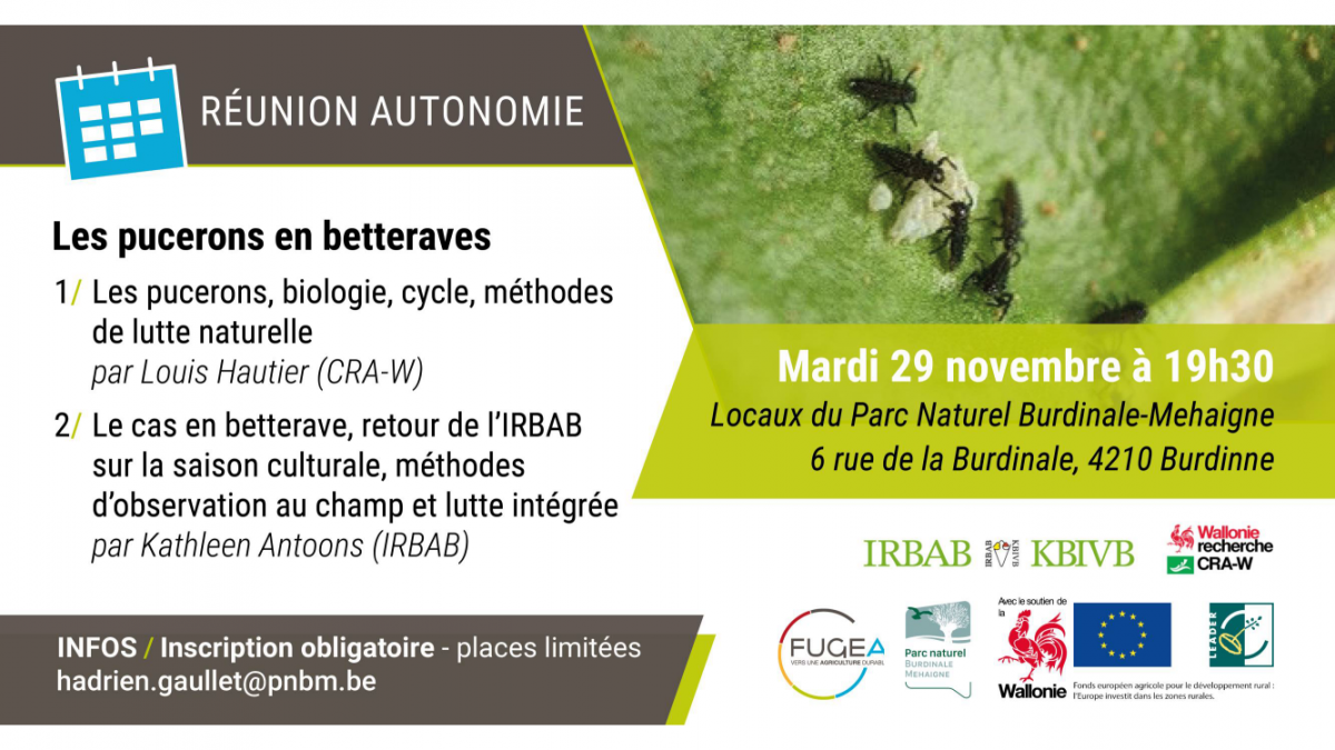 Les pucerons en betterave sucrière : lutte naturelle avec les auxiliaires et retour sur la campagne 2022