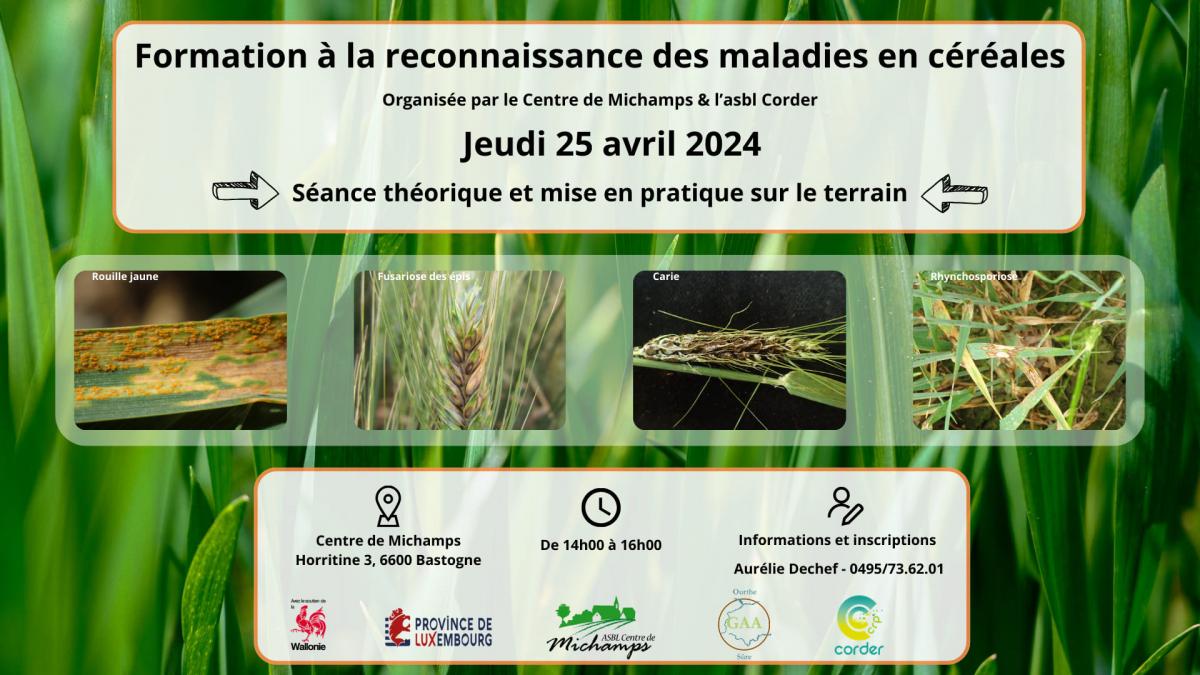 Formation PHYTOLICENCE à la reconnaissance de maladies en céréales