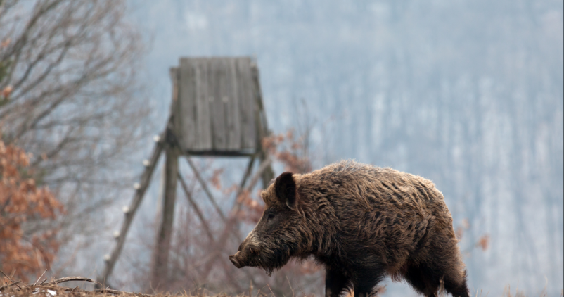 Prolongation de la période de chasse au cerf et au sanglier en Wallonie