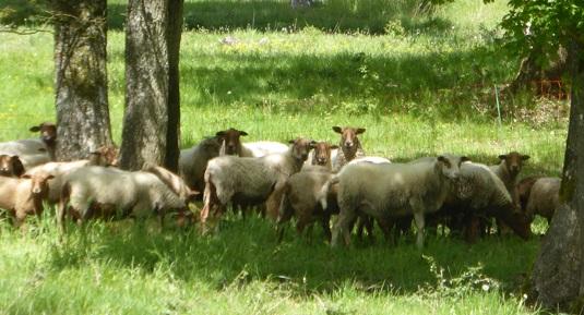 Races locales menacées - participation aux Mesures agroenvironnementales