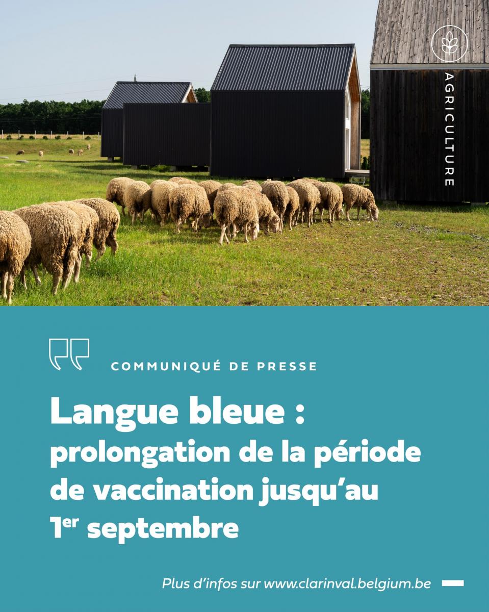 Langue bleue : prolongation de la date de la période de vaccination jusqu\'au 1er septembre