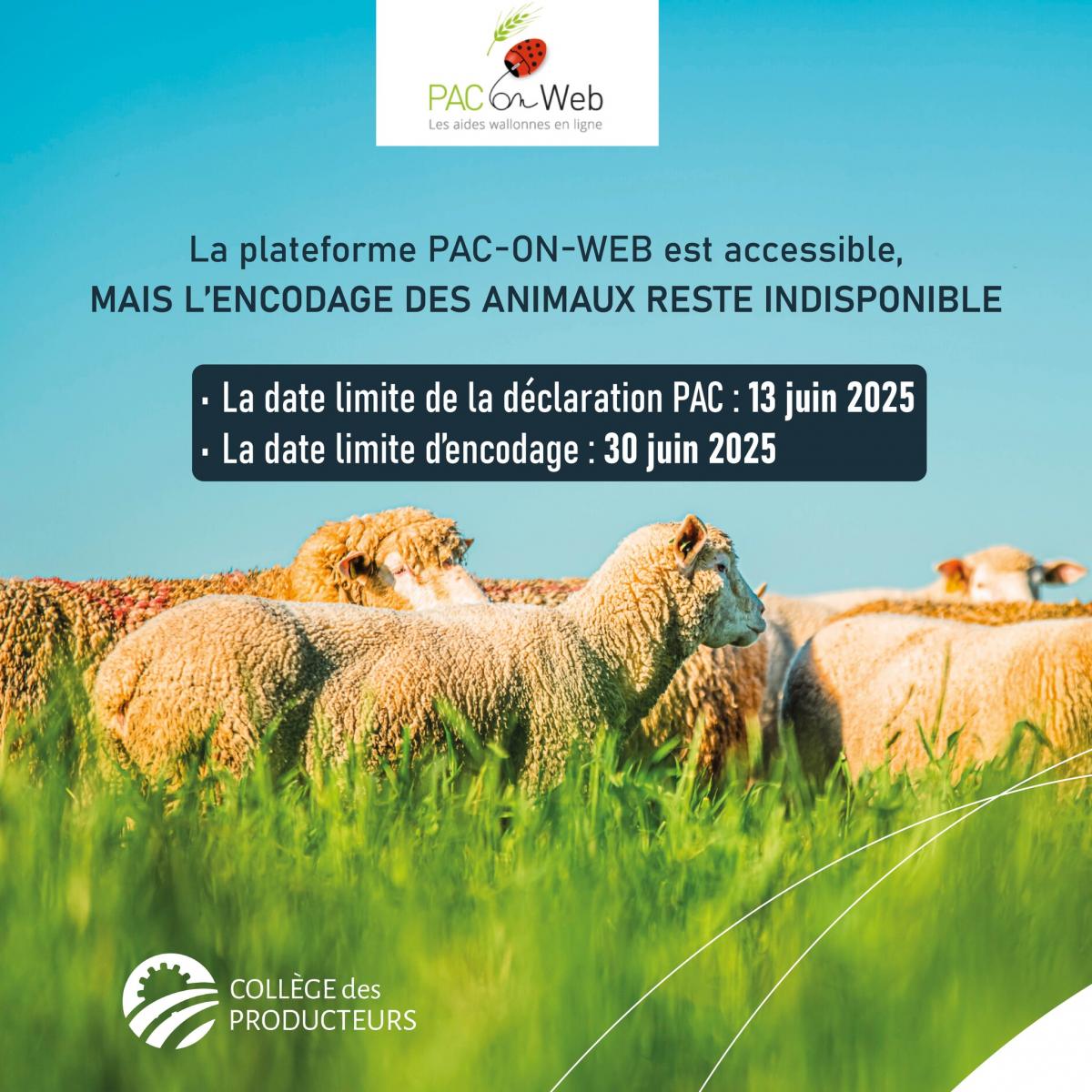 Encodage des animaux dans Pac-on-Web - Prolongation du délai