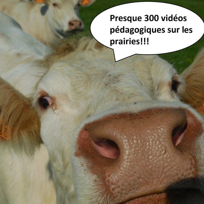 Vidéothèque Prairies