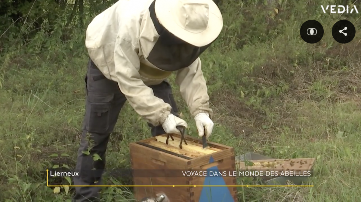 Quentin Targnion, maître des abeilles!