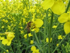 Un nouveau facteur de stress chez les abeilles mellifères