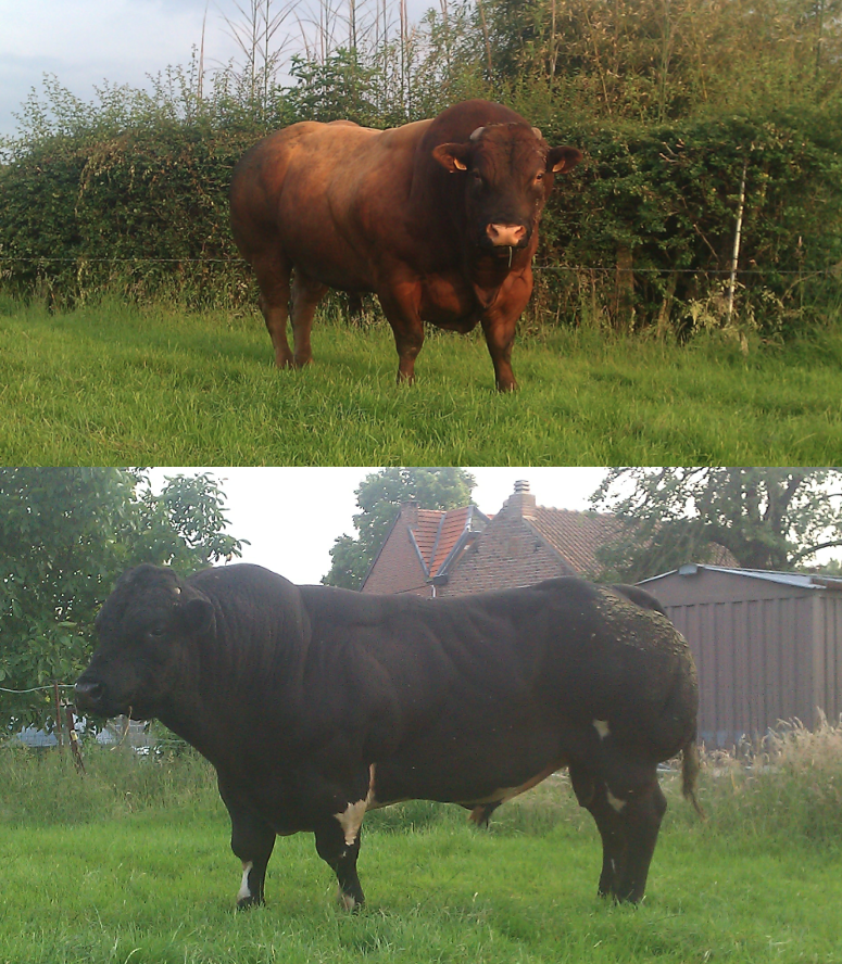 BBB x Charolais