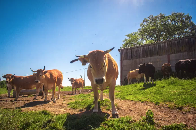 Les nombreux défis de la “Ferme qui Bouge” pour une agriculture biologique