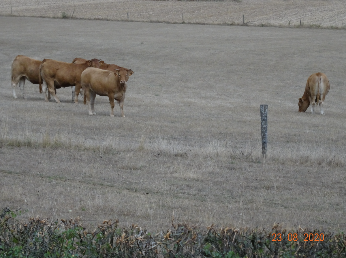 Elles sont belles mes prairies !
