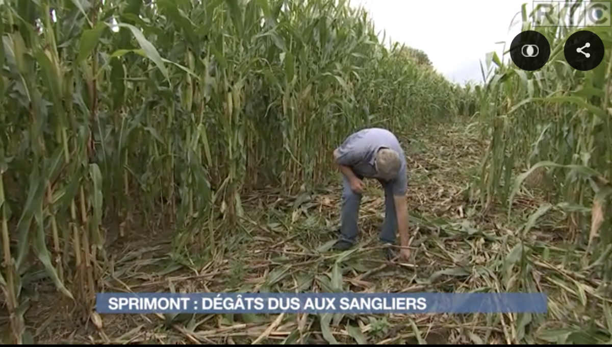 Sprimont: les sangliers ont ravagé des cultures de maïs