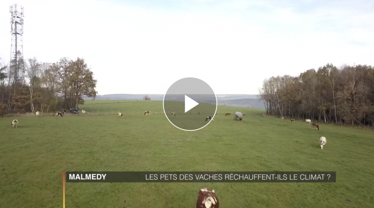 Malmedy: les vaches responsables du réchauffement climatique?