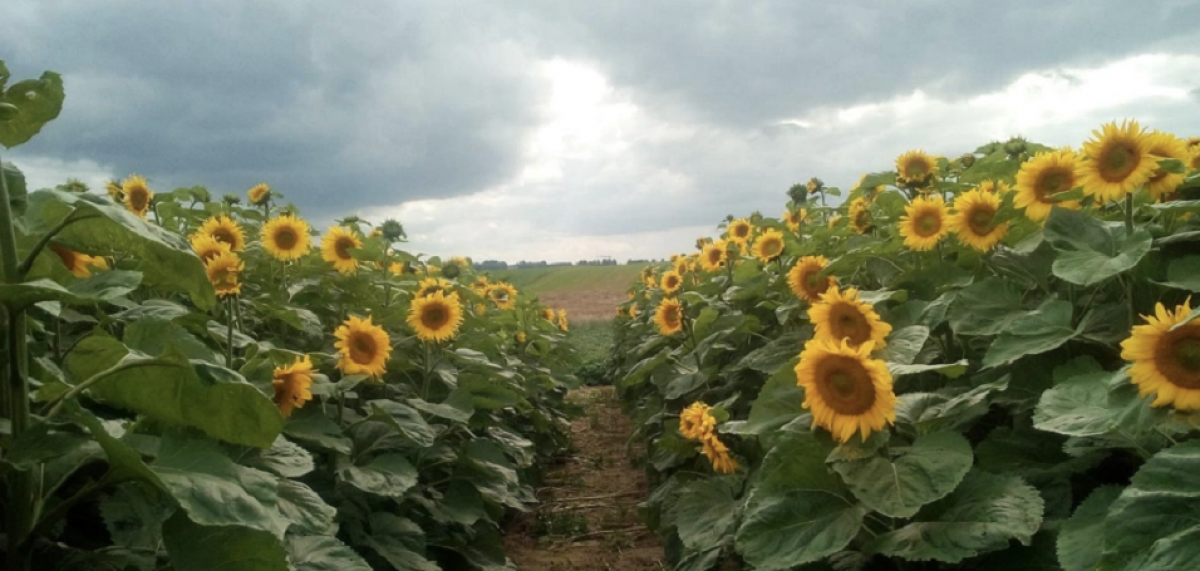 La culture du Tournesol en Wallonie