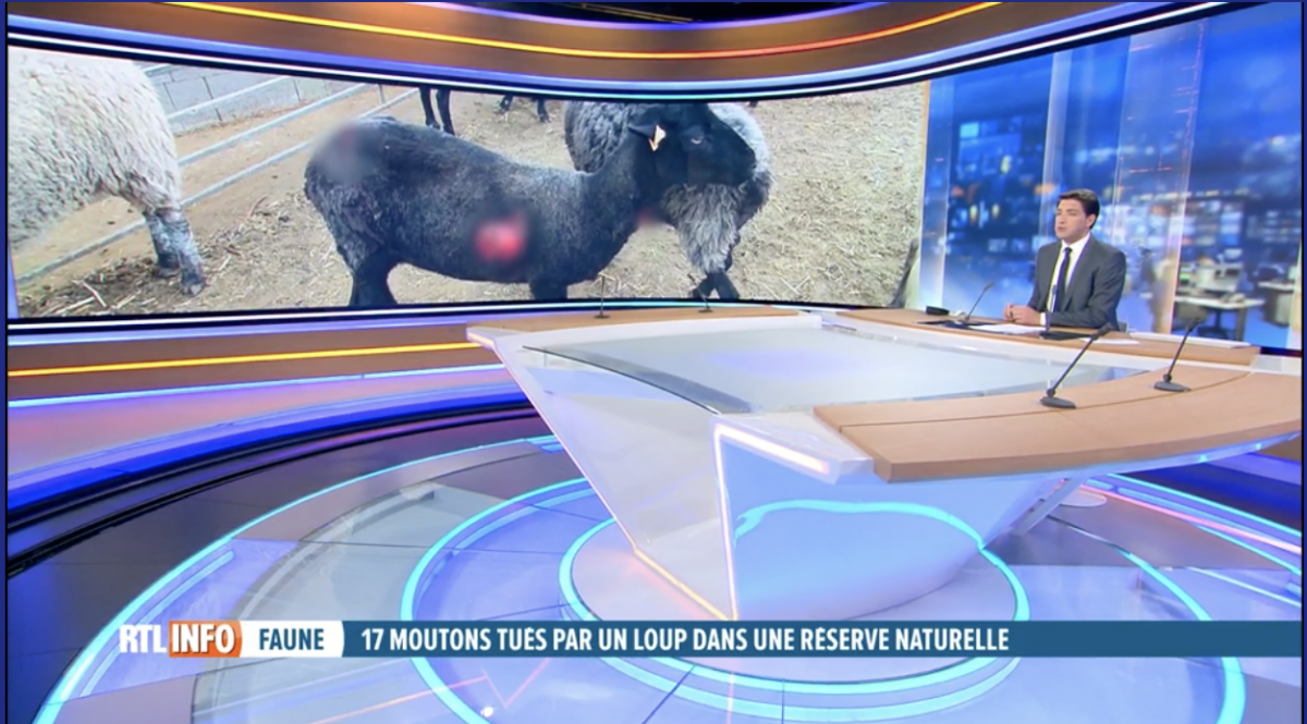 17 moutons tués par un loup dans une réserve naturelle à Nassogne: \