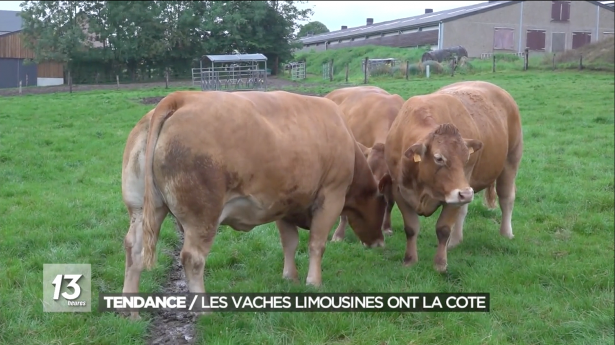 Les vaches limousines ont la cote