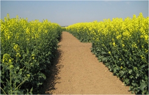 Les variétés de colza hybrides, une réalité
