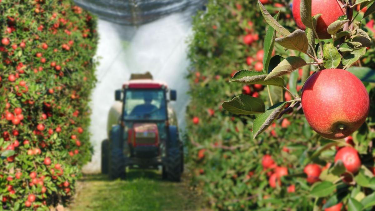 Un échantillon de fruit sur trois contaminé au pesticide en Belgique ? L’Afsca nuance