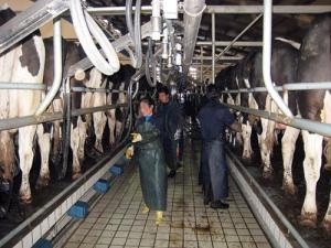 Chine : investissement de 40 Mio $ de Fonterra