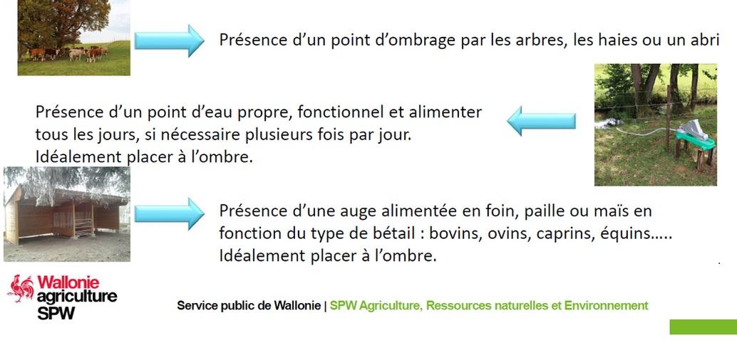 Fortes chaleurs: prévention du confort animal en prairie