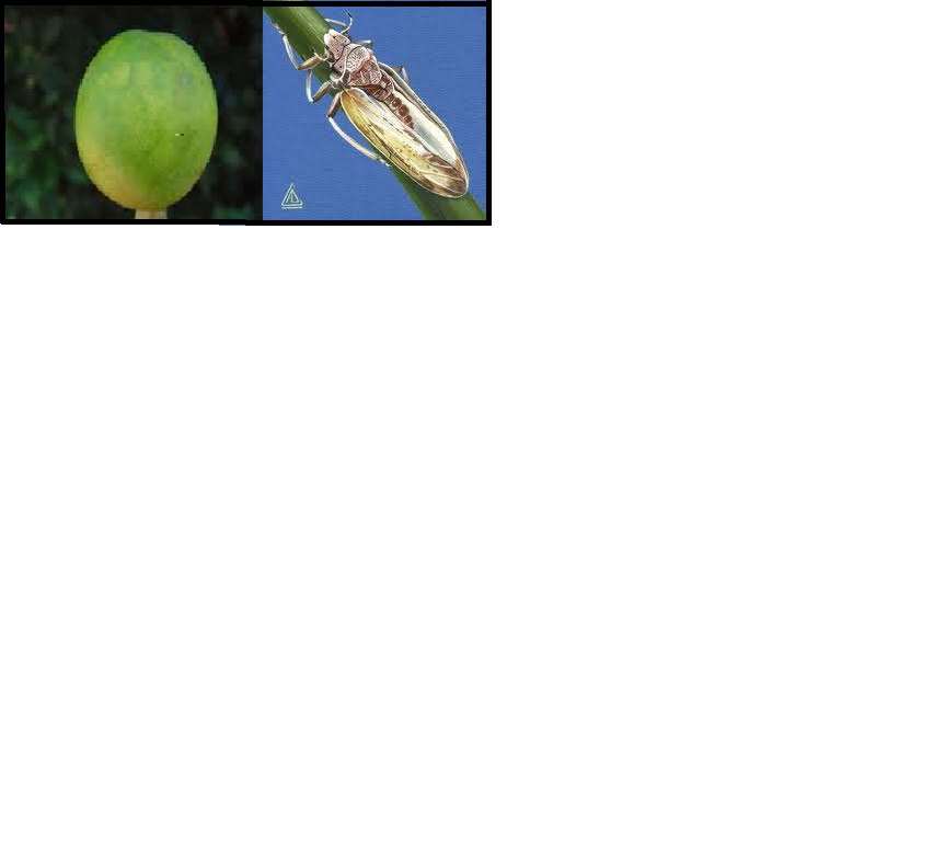 Université de Cornell, USA : développement d'une variété d'orangers GM résistante au Diaphorina citri, agent vecteur du