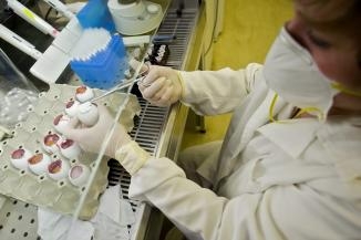 H5N1 : le retour ?
