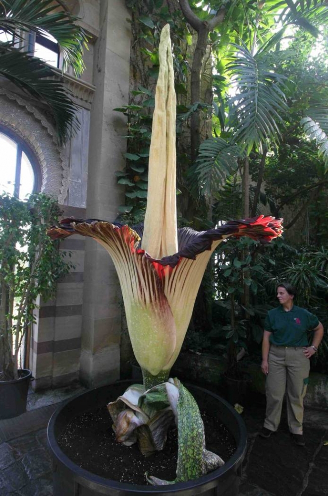 La plus grande fleur du monde