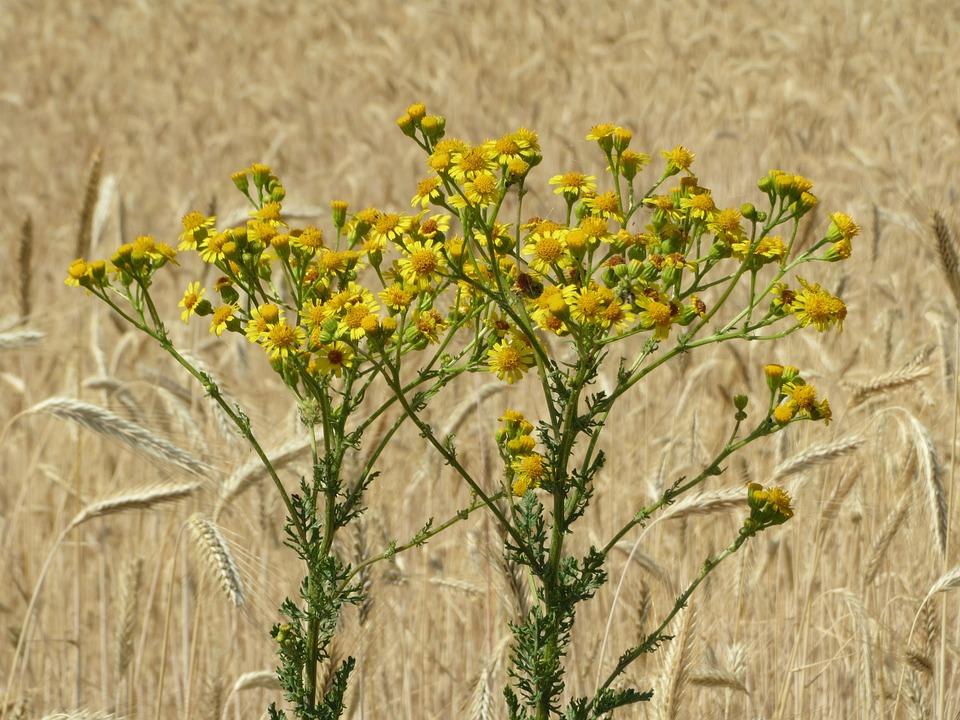 Le séneçon de Jacob, une plante toxique à éliminer