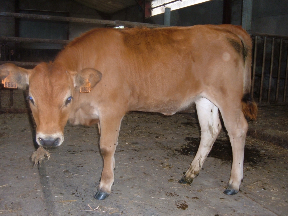 Races de vache ?