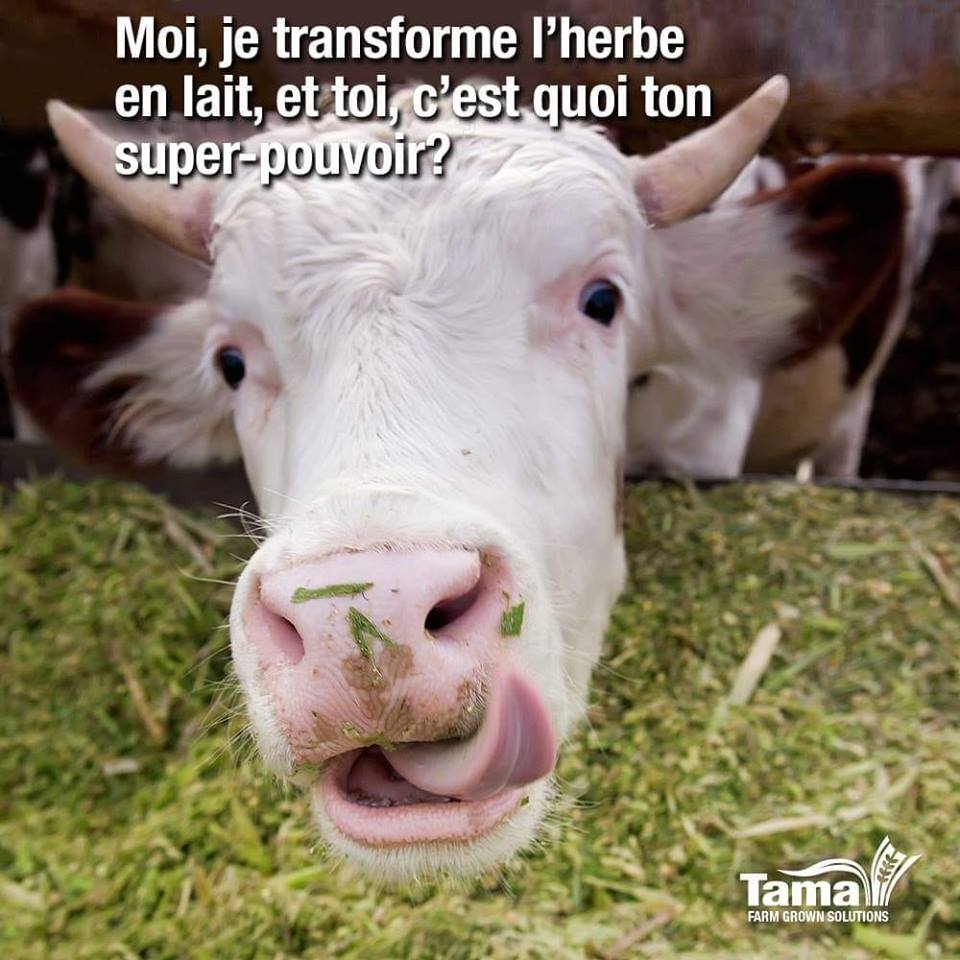 Moi, je transforme l'herbe en lait, et toi, c'est quoi ton super-pouvoir ?