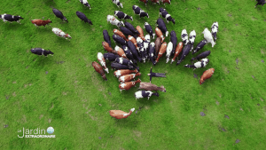 Le Jardin Extraordinaire. La vache !