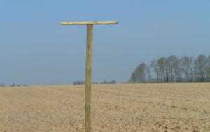 Contrôle naturel des populations de mulots par les rapaces