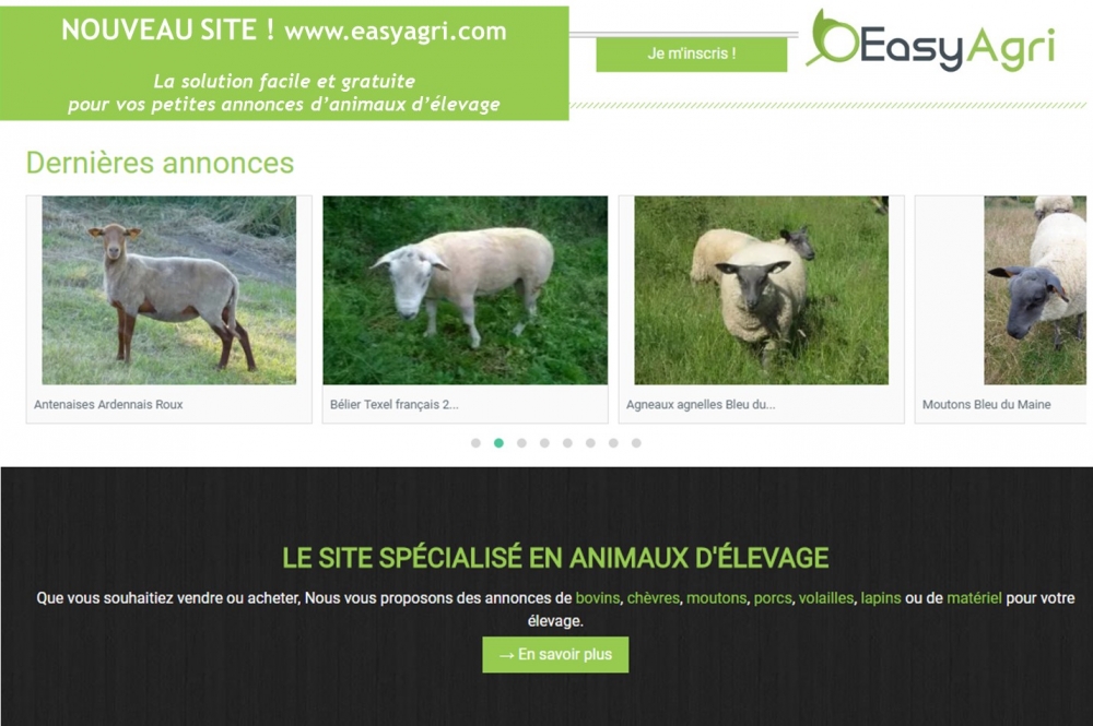 Easy-agri, votre nouveau site web pour les annonces d'animaux d'élevage