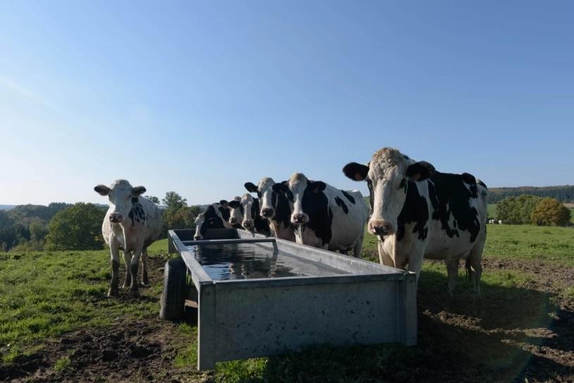 Impacts des changements climatiques sur le bien-être des ruminants en prairie et en bâtiment – Etat des lieux et solutions d\'adaptation